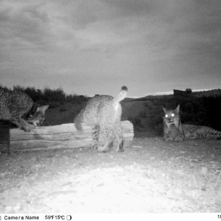 Jacaranda and pai and cub