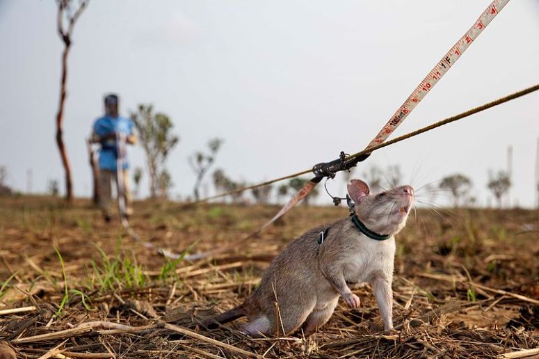 04_Detecting_Landmines_in_Angola
