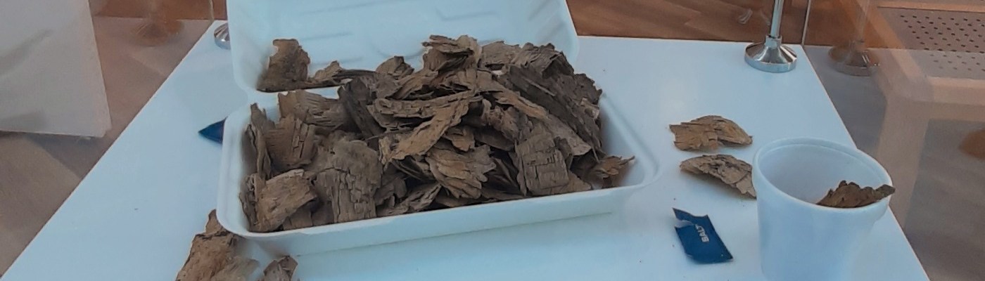 wood chips made by beavers
