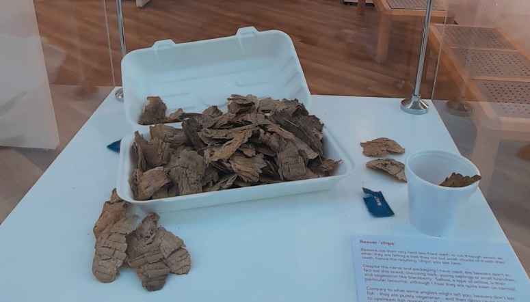 wood chips made by beavers